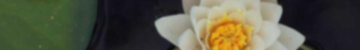 pein's Cover Photo