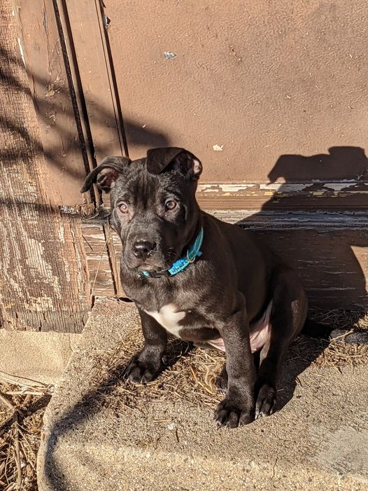 Puppymaster's Cover Photo