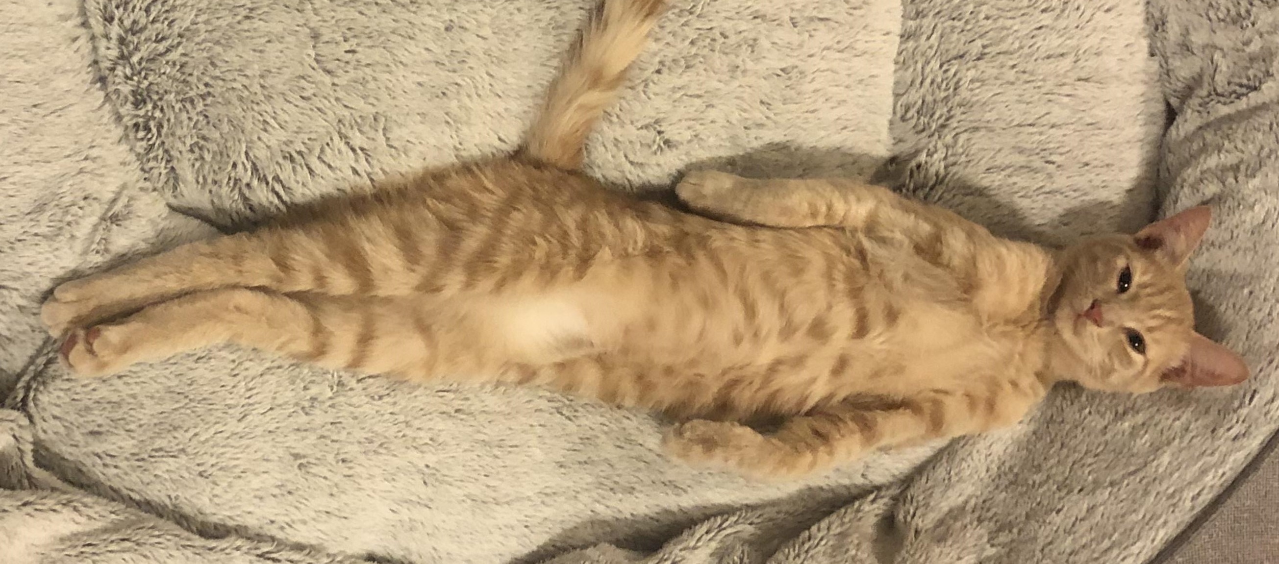 kikirio's Cover Photo