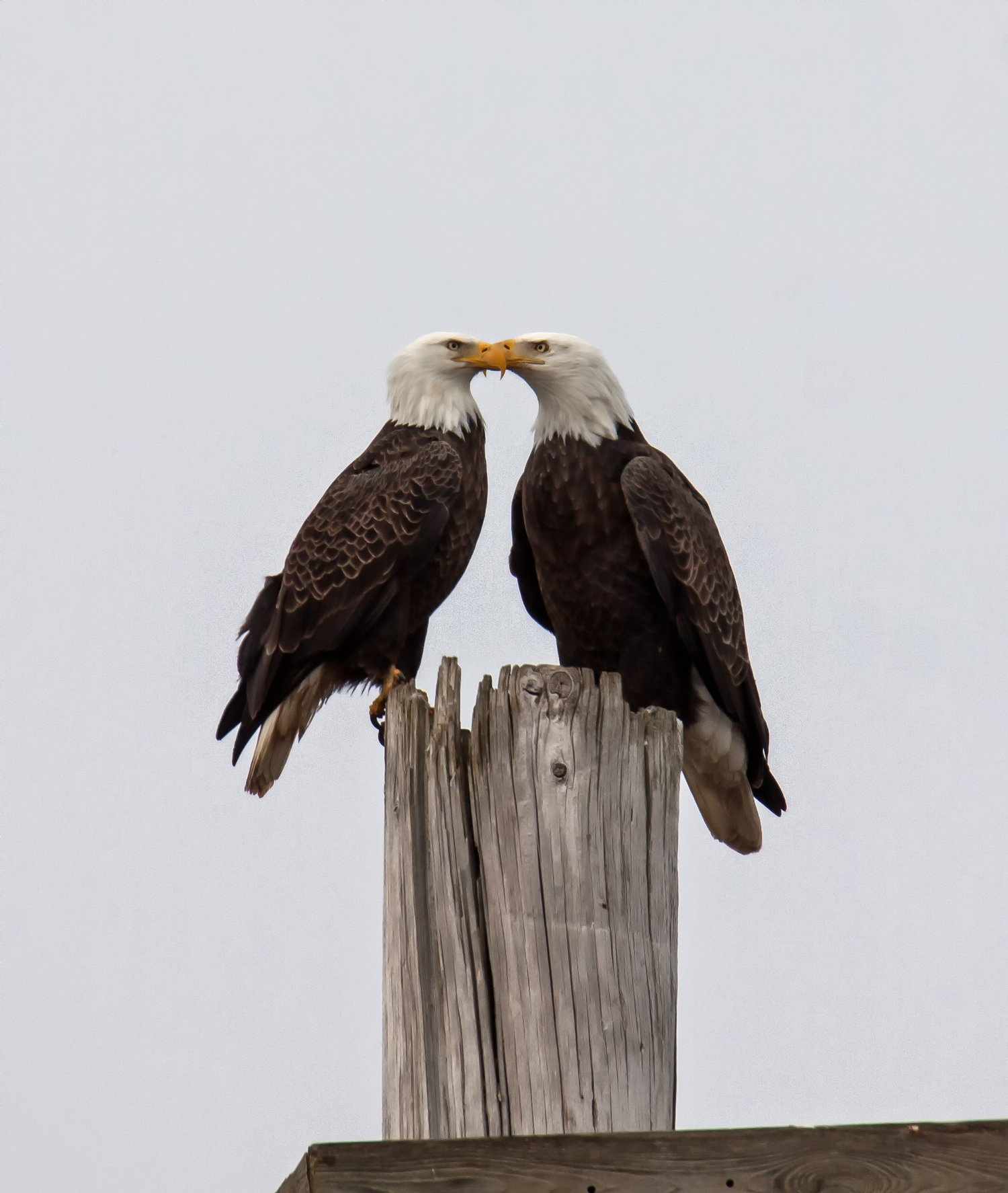 The_Bungoolator's Cover Photo