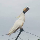 Fang's Profile Picture