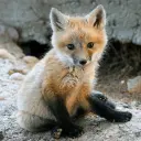 DeadlyFirex's Profile Picture