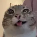nikul's Profile Picture