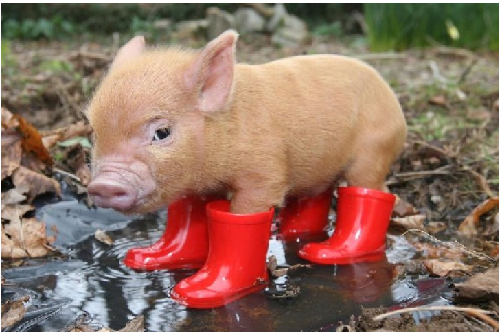 Jimmybrite's Profile Picture