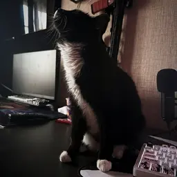 NotDifficult's Profile Picture
