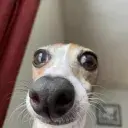Cheems