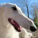 CreamCheese