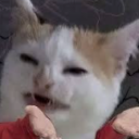 therealpigeon's Profile Picture
