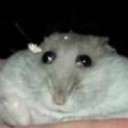 3xtremehamster's Profile Picture