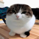 melonyninja's Profile Picture