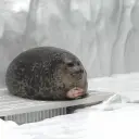 Seal_in_streets