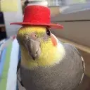 Nubi