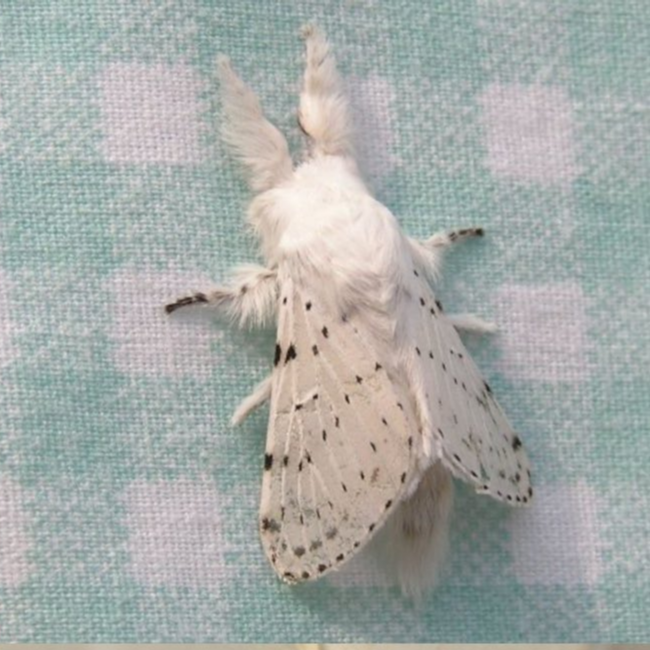 olv's Profile Picture